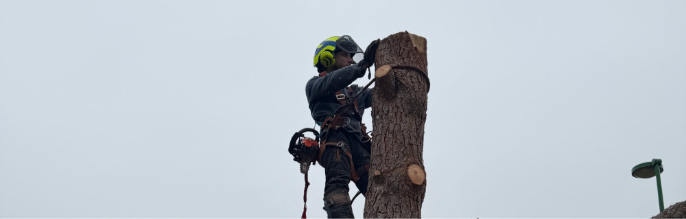 Theo P. (L’atelier Picard)