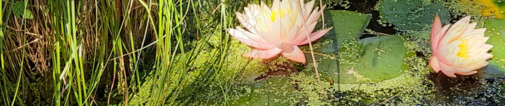 Hamid S. (Jardi'bonheur)