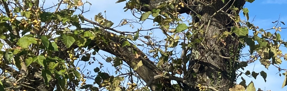 Julien R. (JM Garden)