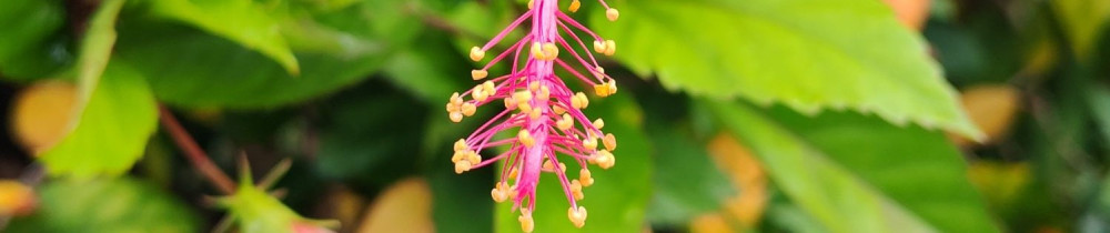 Rotni A. (Amayota Rotni)