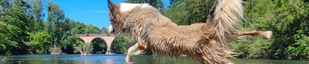 Anciaux J.
