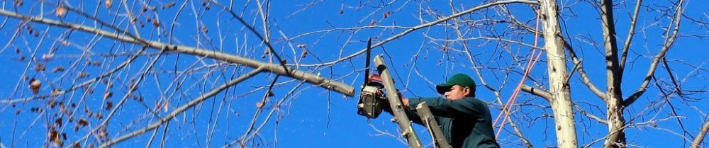 Noe U. (service d'élagage)