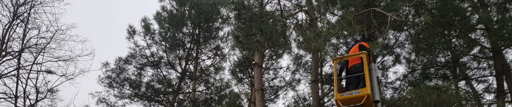 Davy P. (Davy Paysagiste)