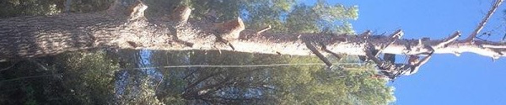 William R. (Hackel elagage)