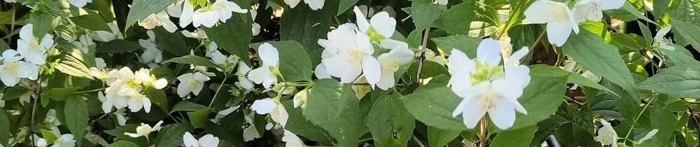 Malcolm D. (Rivers Garden)