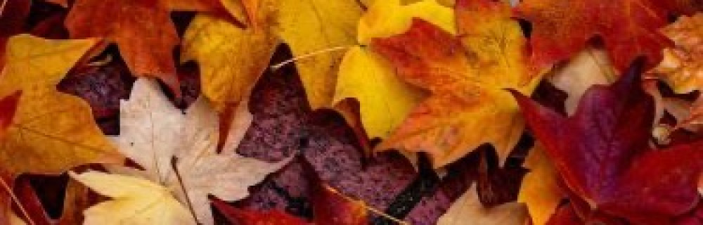 Allison Z. (O P I D Services)