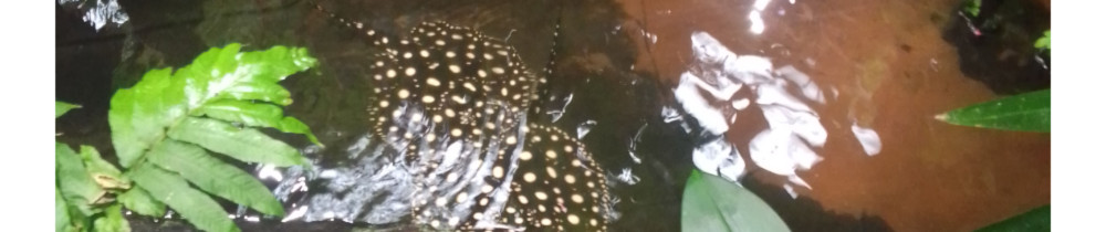 Petruta Florentina C. (Aidé à domicile...