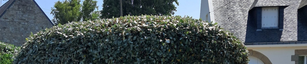 Johan C. (Johan services)