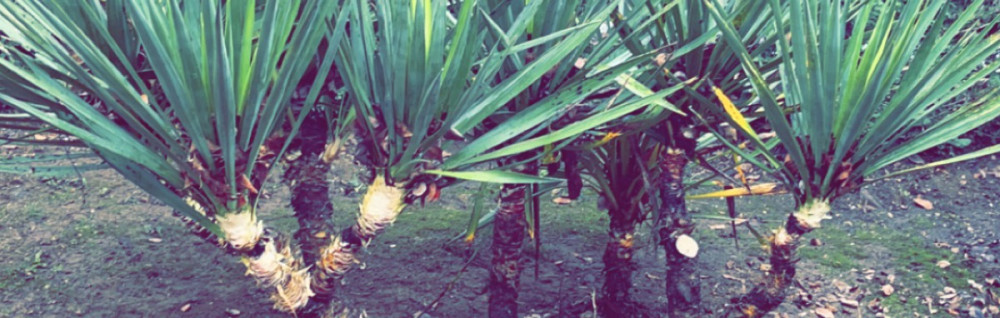 Florian M. (FLORESCENCE)