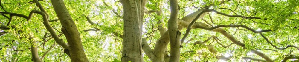 Jules D. (Jules Paysage)