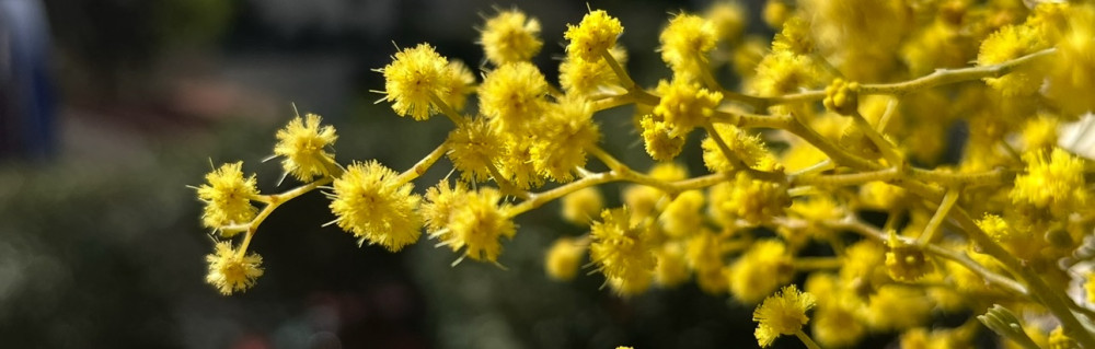 Thomas D. (deulofeu thomas)