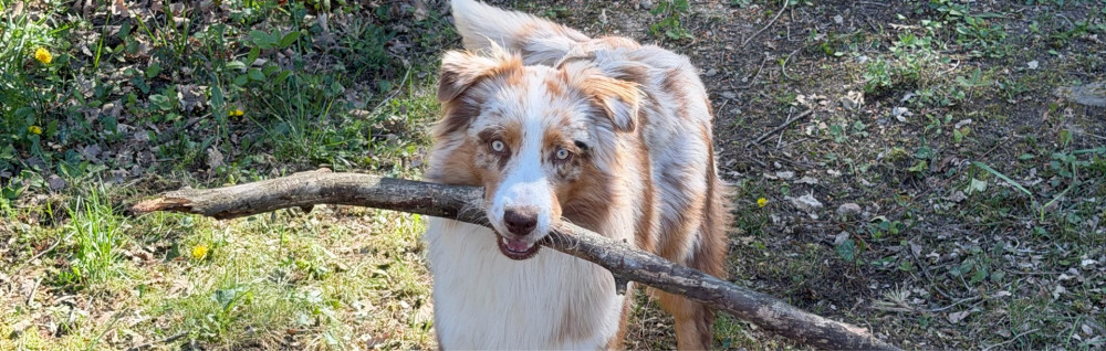 Raoni C. (Aquarya Piscines)