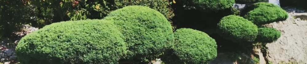 Alexandre P. (n.a paysage)