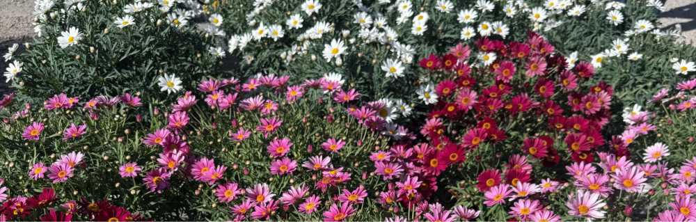 Azura G. (Azura Gardens)