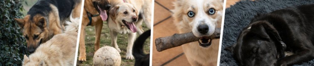 Vivien G. (PETSITTER)