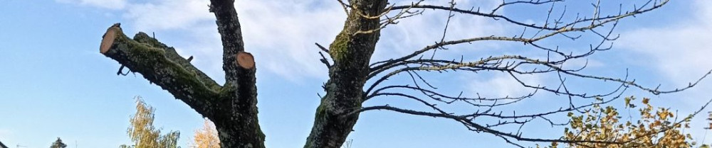 Anthony B. (Anthomulti-services)