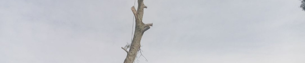 Olivier B. (Au fil du bois)