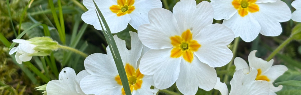 Betrivian N. (JD-GARDEN)