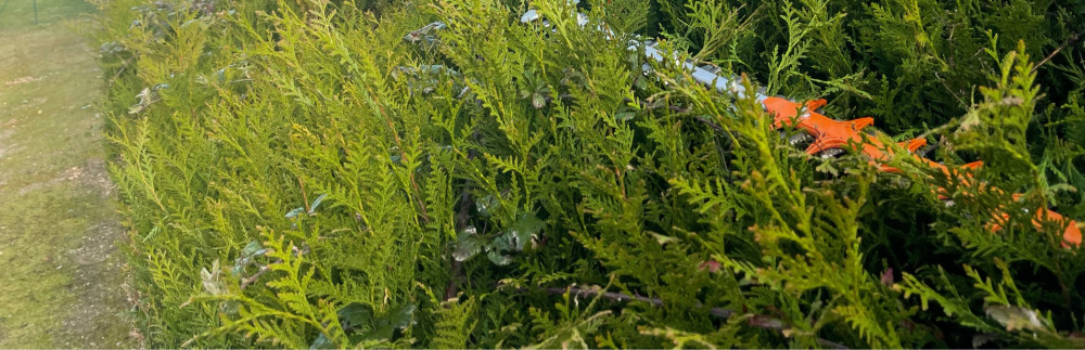 Mathys P. (Mathys Services)