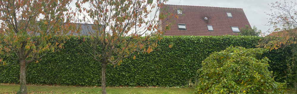 Teddy O. (Ted multiservice)