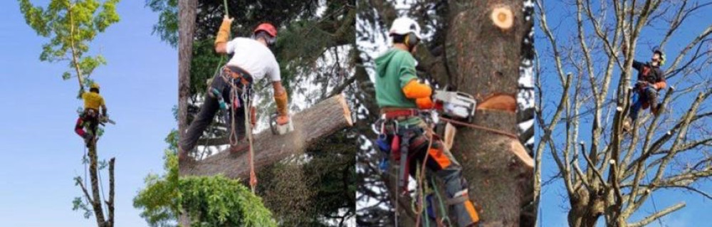 Désiré M. (Mayer EMP PAYSAGISTE)