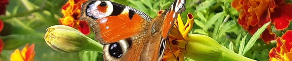 Thibault D. (thibault LANFRANC DE PANT...