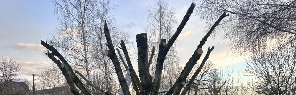 Dorian P. (Les jardins de Dorian)