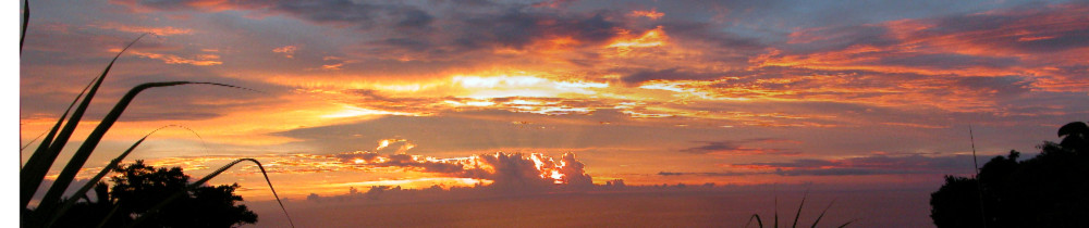 Raynald S. (Bois Océan Indien Schmidt)