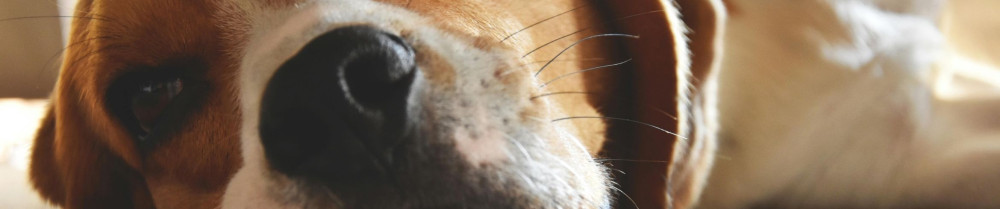 Océane D. (Better Pet-Services Animali...