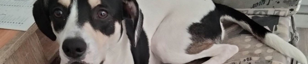 Alexia M. (mauvoisin aide)