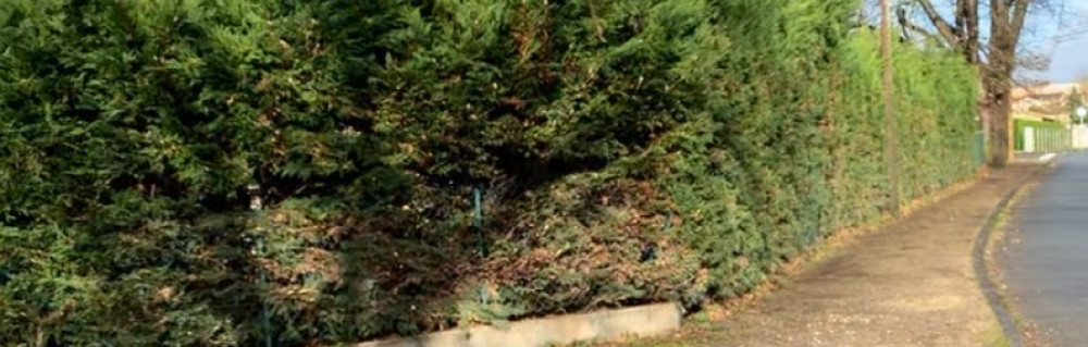 Enzo C. (Artisan cortes)