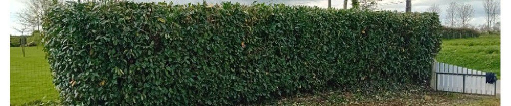 Florian D. (F & E Multiservices)