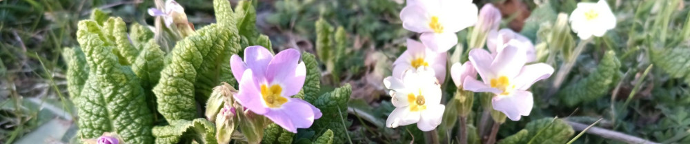 Ludovic D. (Les services D-Conquérant)