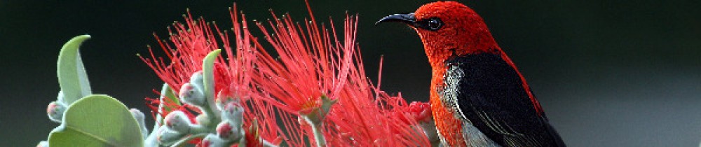Elisabeth L. (Elevage LilieM)