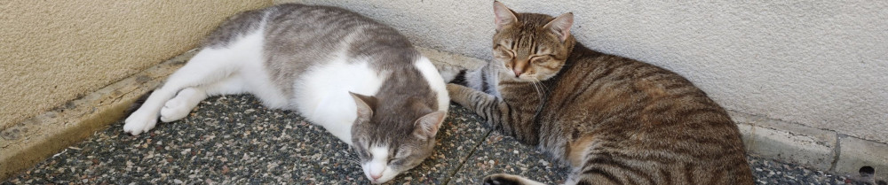 Lucie A. (Piko Pet Sitting)