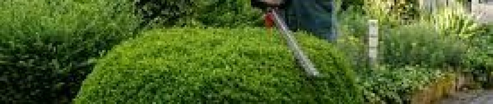 Thomas T. (Thomas tavernier)