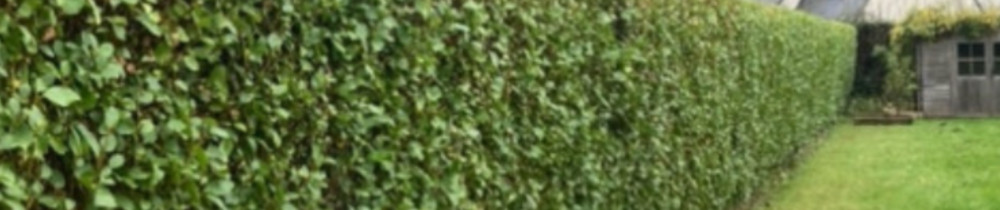 Jean R. (Raphalen Multi servives)