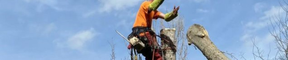 David H. (david.élagage)