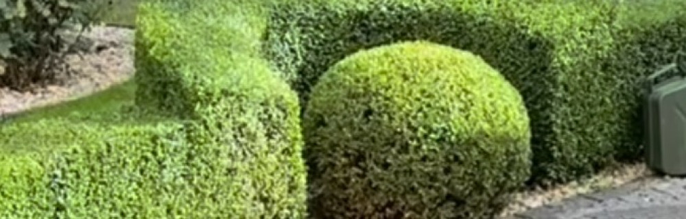 Patrice G. (Prestige green)