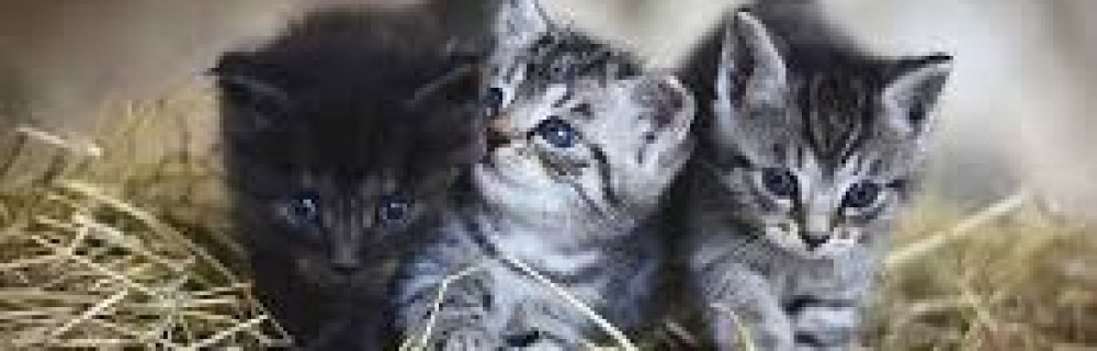 Amine (nn)