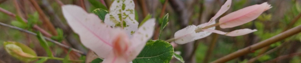 Nadoumi M.