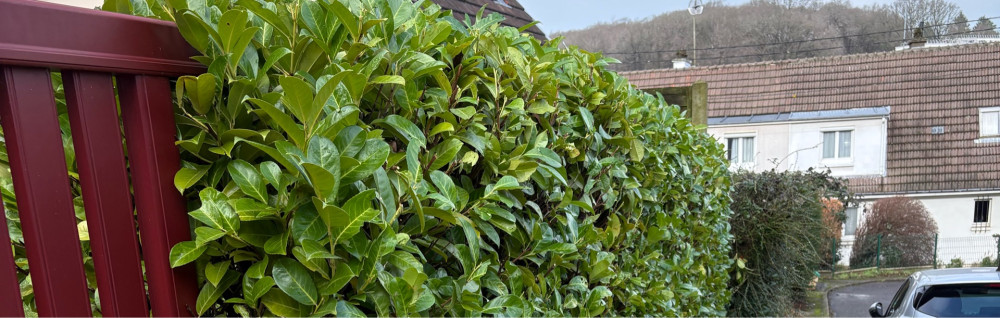 Chawn G. (CG renovation)