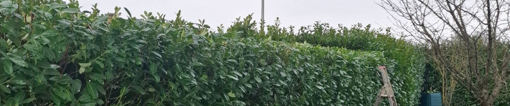 Yankee R. (Renard Bâti Multi Services)