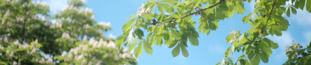 Noah L. (Noah Lesage)