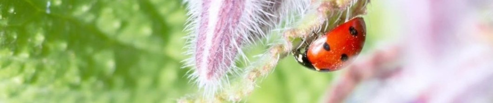 Nicolas P. (Fil Vert)