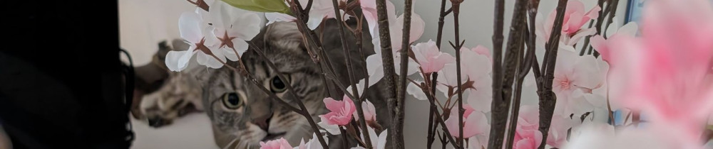 Charlène L. (Charlenevousaide)