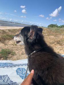 Photo de galerie - BELLA, 17 ans, lors d’une balade au bord de la mer. Une chienne adorable qui m’a été confié 2 semaines.