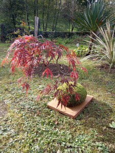 Photo de galerie - Kokedama érable du Japon
