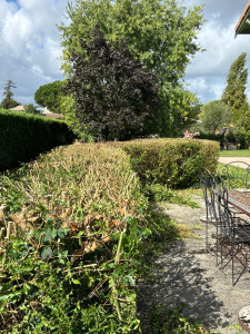 Photo de galerie - Rabattage d’une haie 