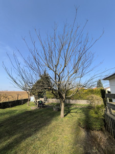 Photo de galerie - Elagage et coupe d'arbres